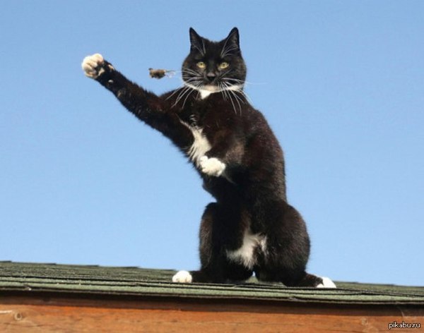 ������ ��������!!! � ���� ������� �������!!!