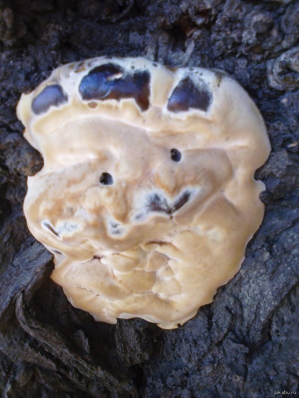 И у грибов бывают лица.