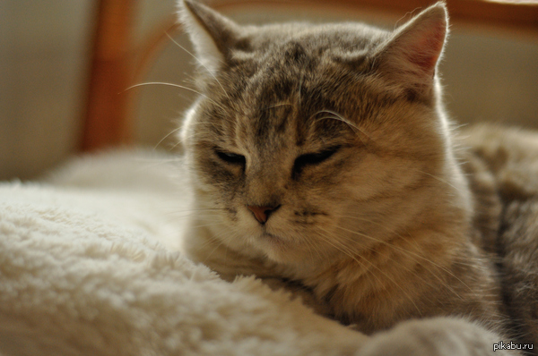 ��� �����