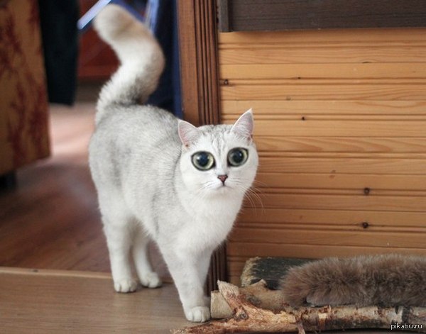 Народ продолжает спрашивать "нашёлся ли Пепячник?". ДА, котяру нашли!!!! Подробнее в каментах. ВСЕМ кто помогал - СПАСИБО от душ