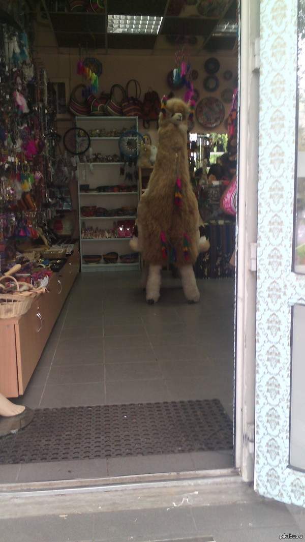 ������ �������