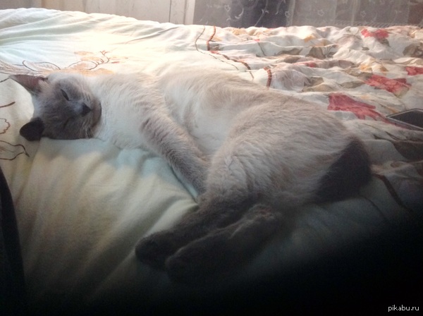 Кожаная мебель не выдержала)))!