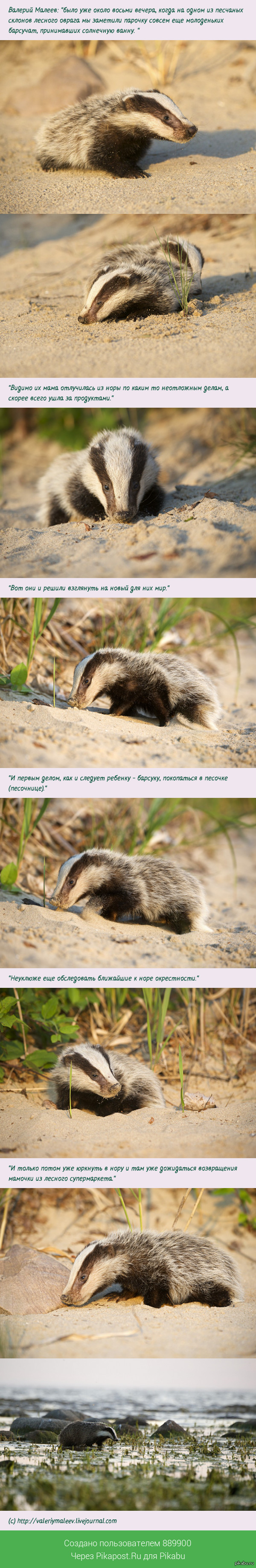 Badger =) - Badger, Valery Maleev, Longpost