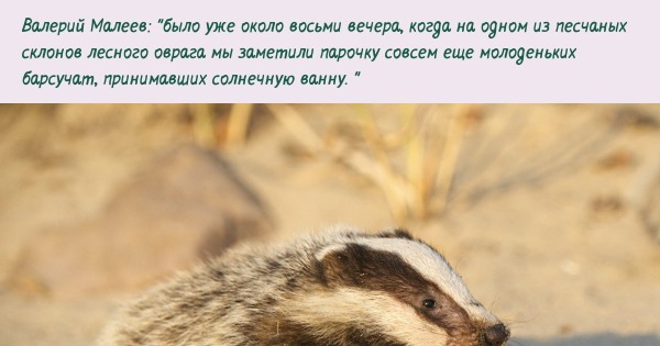 Барсучата =) | Пикабу