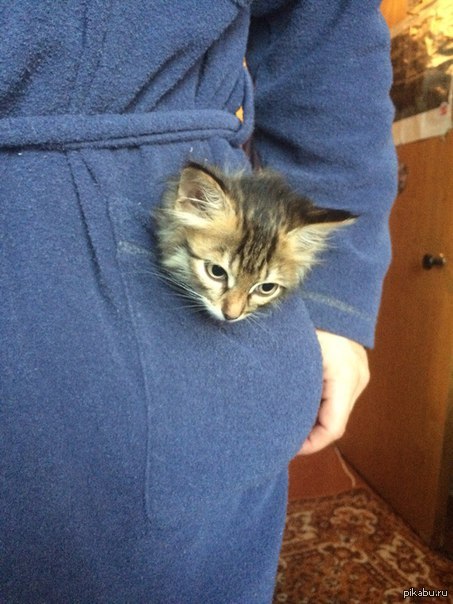 �������� ��������� �������, ��������� ���������, ���� ����� ������ ����������.