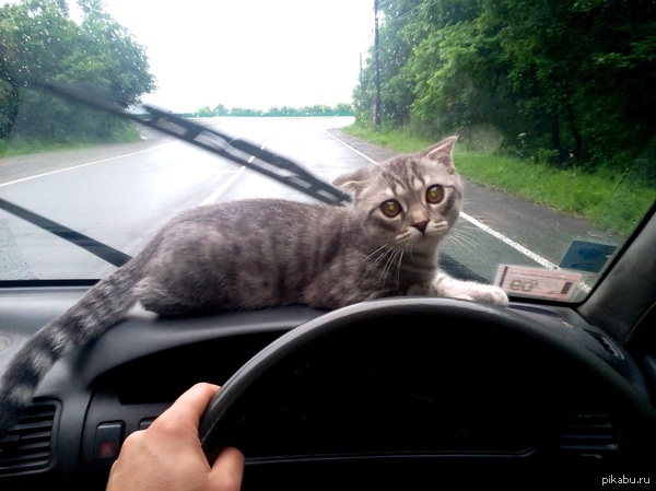 Navigator)) Photo on Huawei g700 - cat, My, Navigator, Drive