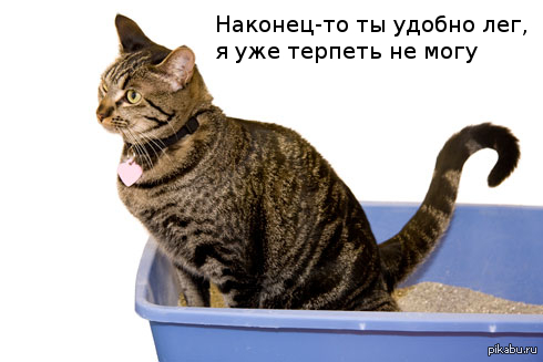 Когда дома есть кошка/кот и ты ложишся спать В ответ на пост <a href="http://pikabu.ru/story/kogda_lozhishsya_spat_3492821">http://pikabu.ru/story/_3492821</a>