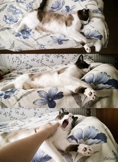 ��� ���� ������� ������� ���� �� �����