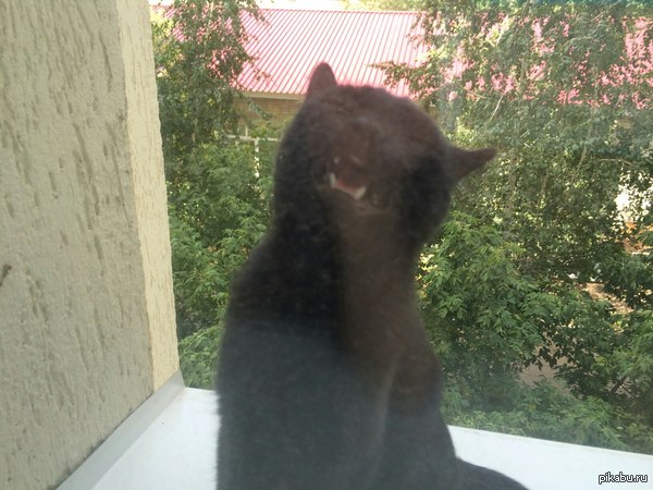 СААНЯ,ВПУСТИ!