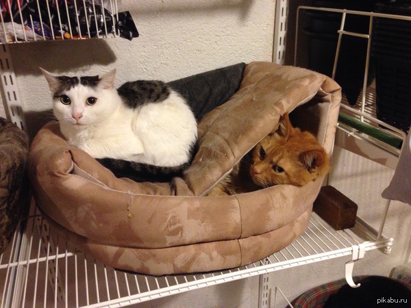 ��� ���� ������� ������ � ��������