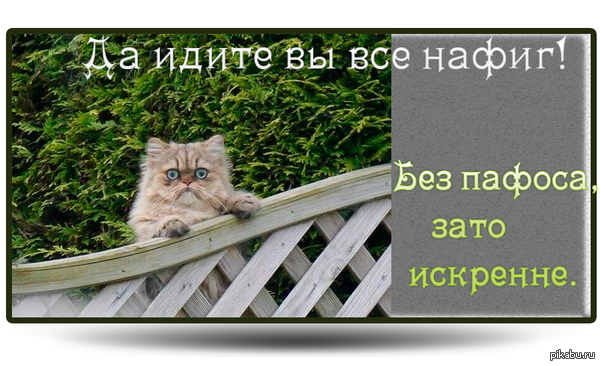 Вот это взгляд! | Пикабу