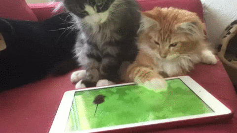 Котята ловят мышь