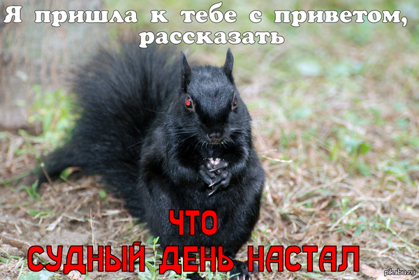    <a href="http://pikabu.ru/story/prosto_chyornaya_belka_kotoraya_chtoto_zadumala_3502653">http://pikabu.ru/story/_3502653</a>
