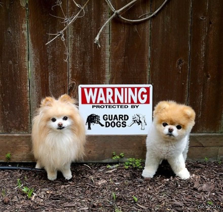 Attention: angry dog - Dog, Animals