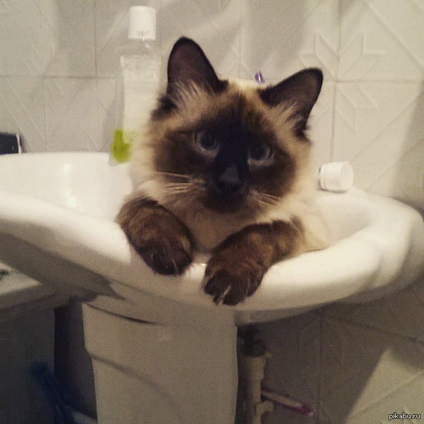    ,  ...    <a href="http://pikabu.ru/story/zashel_v_vannu_a_tam_3502147">http://pikabu.ru/story/_3502147</a> .    
