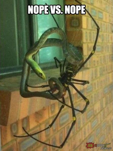 Nope vs. nope 