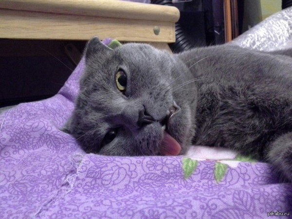 Кот после кастрации