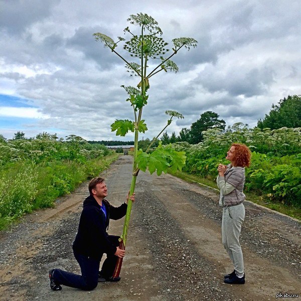 The best gift for an ex - Former, Hogweed, Danger