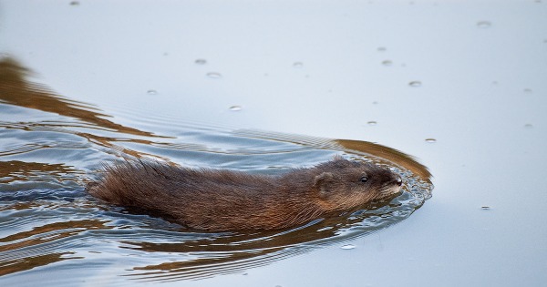 бобры и бобрята. графский заповедник воронеж бобёр. бобр бобриха и бобрята. бобры бобрят. бобр и бобрята.