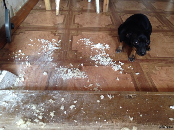 Хозяин, клянусь, я не знаю как это вышло... :)