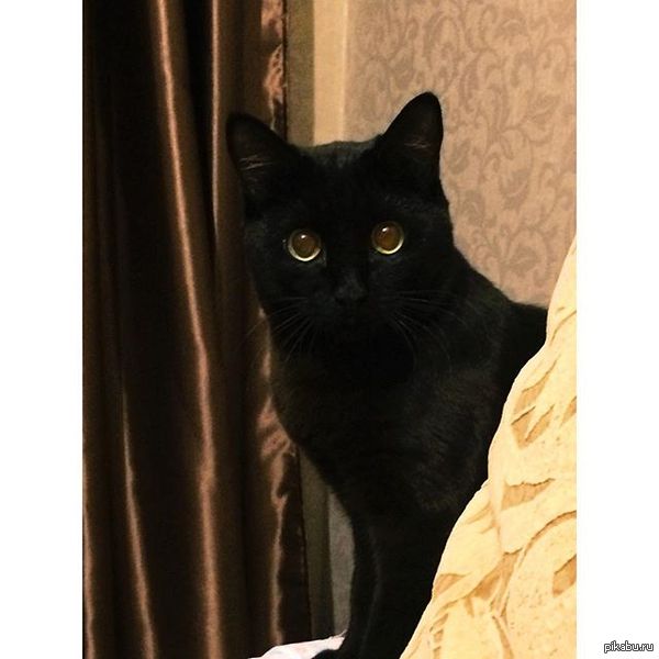 Ублюдок мать твою а ну иди сюда, гавно собачье.