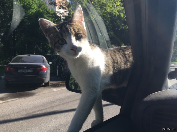 Любопытный котик :)