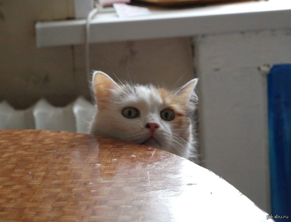 ����� ���� ��� ���� � ���-�� �����������