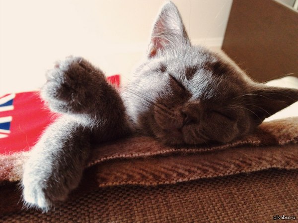 Еще немного котиков в ленту =3   Наша котейка под родным флагом.