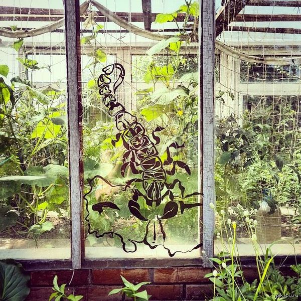 Скорпион дачный. | Пикабу