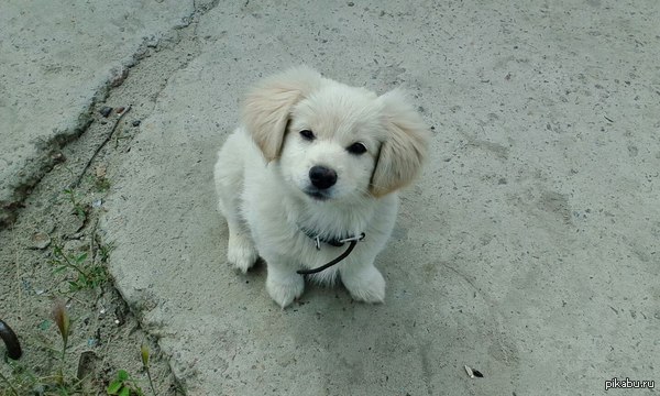 Doggie!) - My, Dog, Like dogs?)