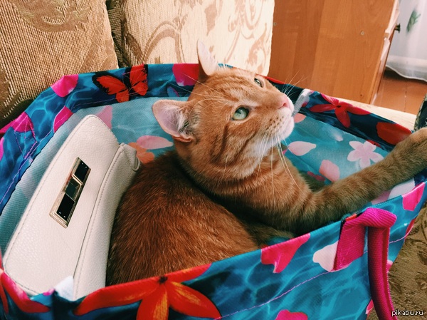 ������ ���