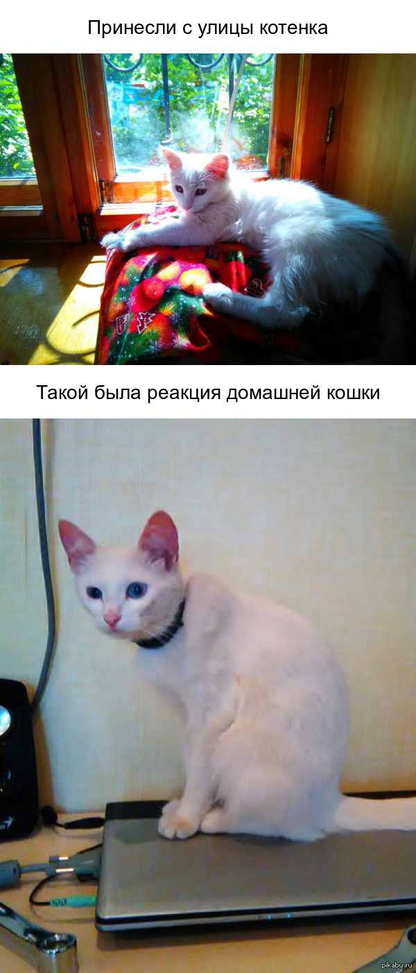 ��� ���� ����� �����