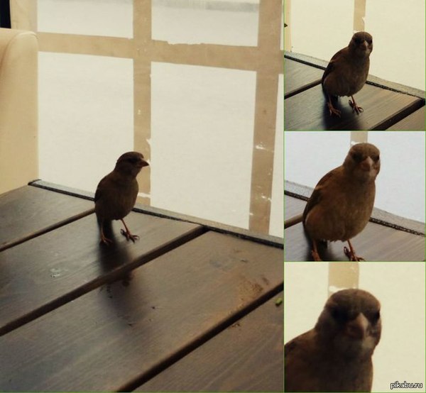 ������ �������... �������� �������...