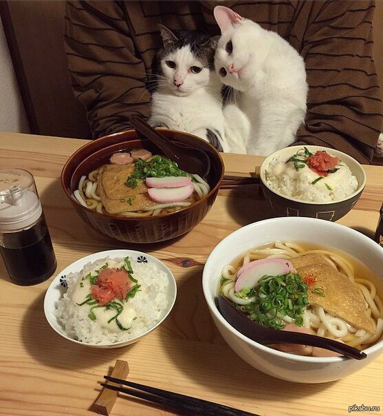 Кот за праздничным столом