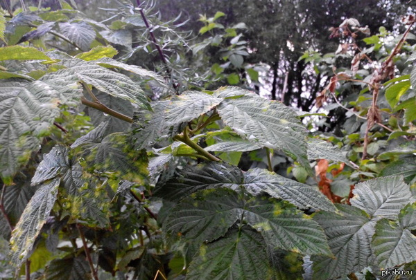 ����� ��������.