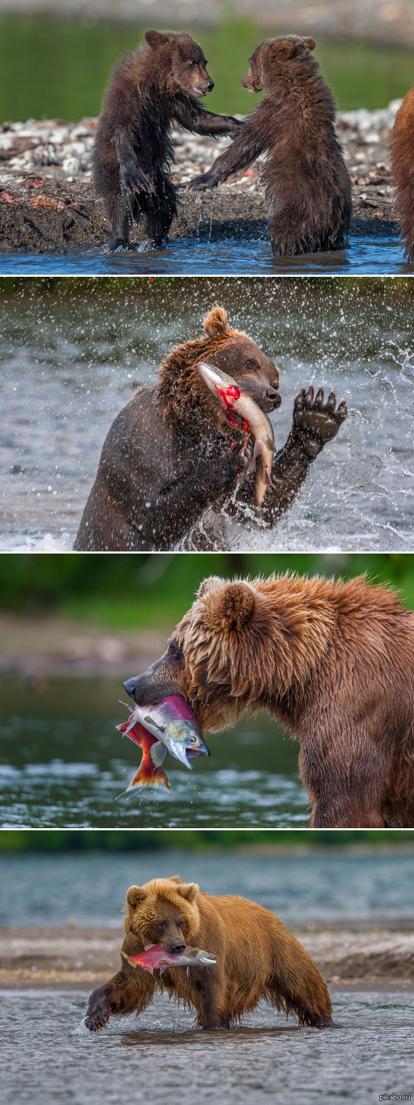 Looking forward to dinner =) - Kamchatka, Bear, Sergey Ivanov, The Bears