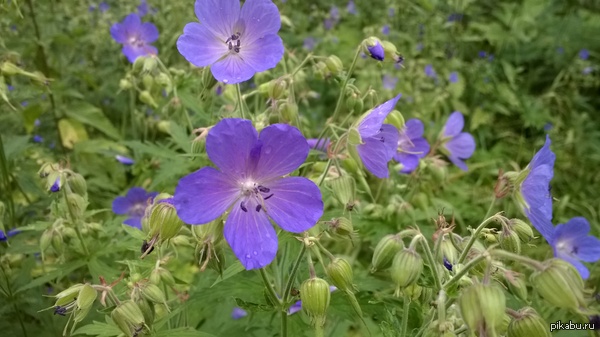 ������� �����. ����� �� Lumia 820.