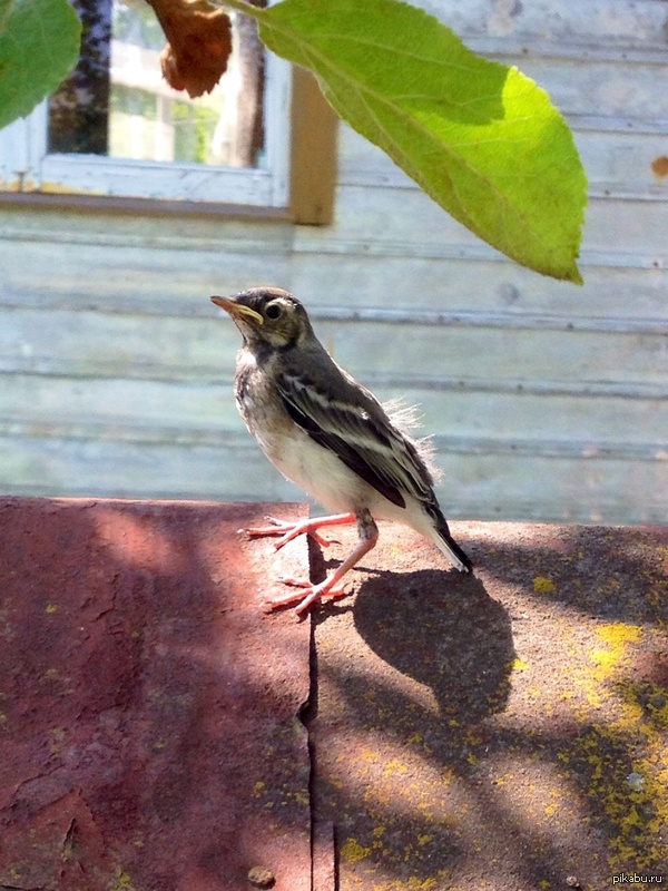 Птенец трясогузки | Пикабу