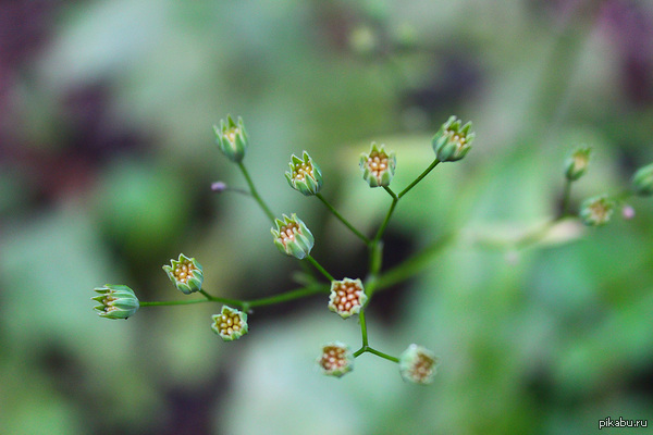    Canon eos600D   18-55,  ,   .     /