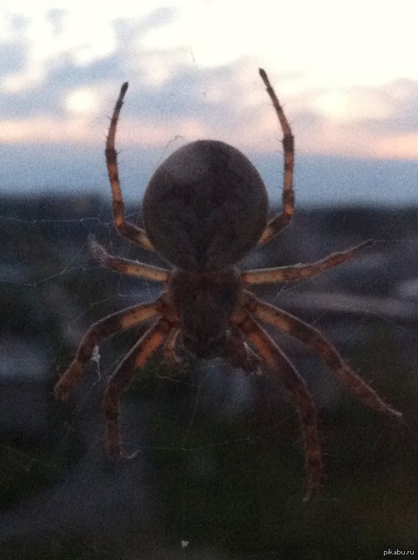 ��� ����� ������ ����� � ���� �� �����)