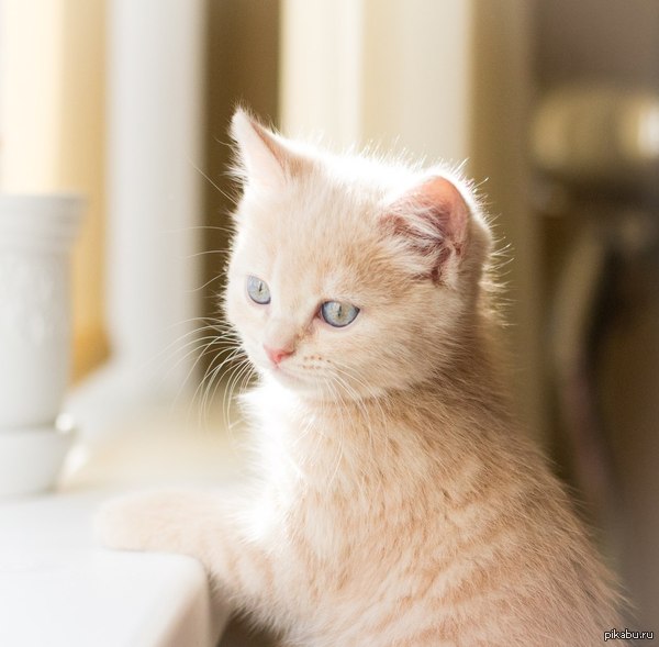 Наш бархатный комок кошатины