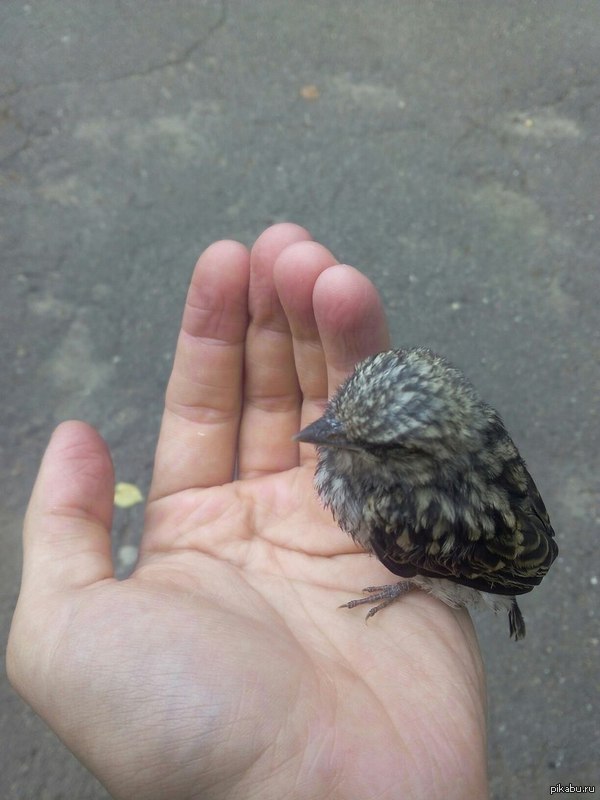 ��� ���� ���������?