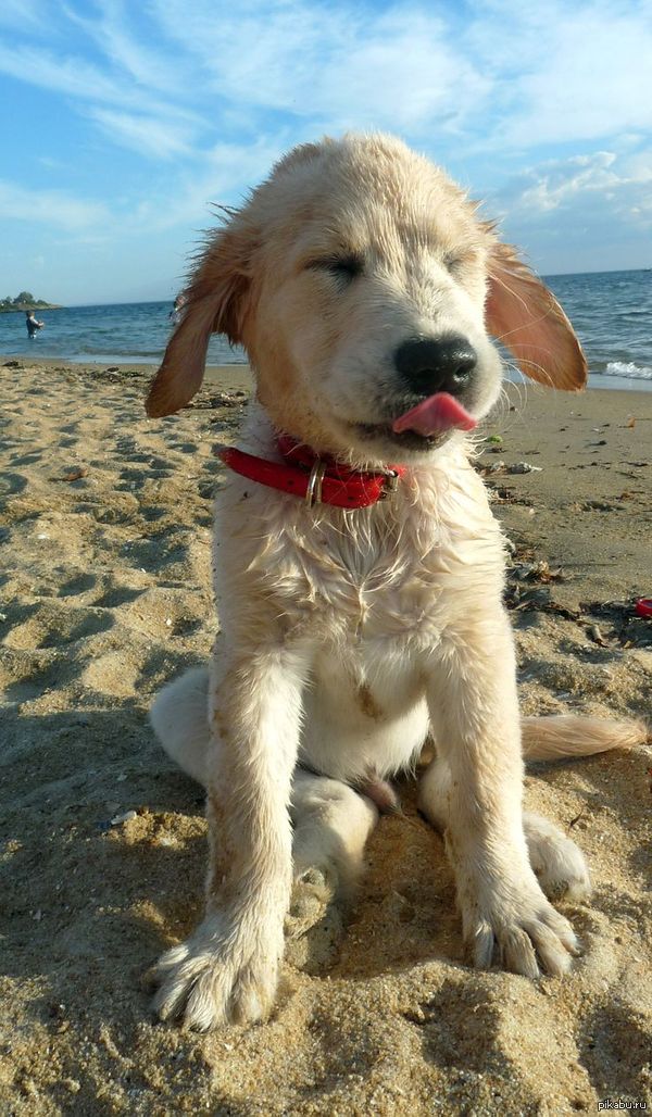      - Pisolo ) 