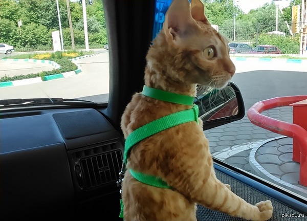 Первый выезд нашей котейки на дачу.