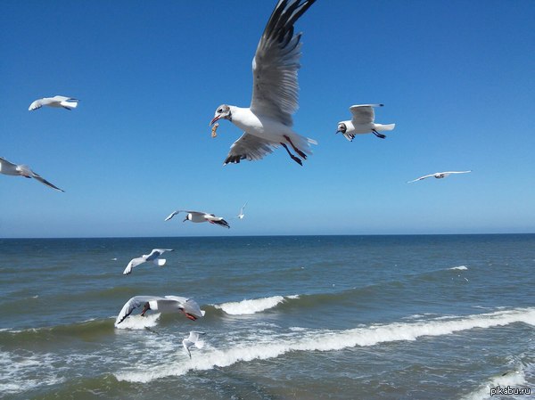 Ловкие чайки на Балтике