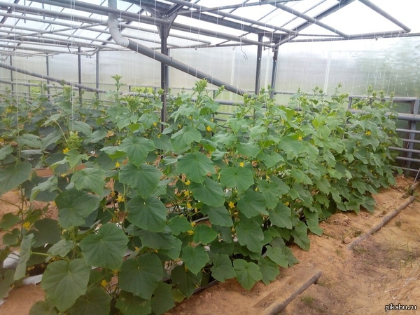 Летом теплица отдыхает от лука, а вместо него растут сочные огурчики на шпалере:) В ближайшие дни будет длинопост по вашим заявкам:)