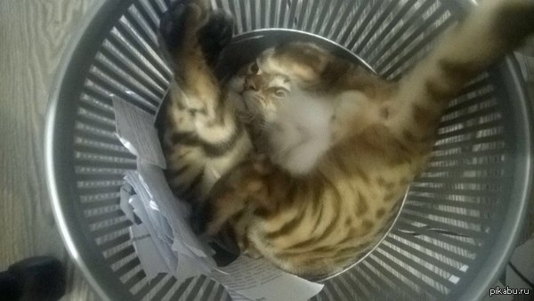 �������� ��� �������� ��� ������ ��������