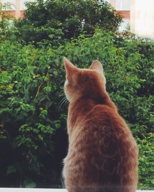 Просто рыжий кот...