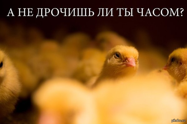 Дитя курицы