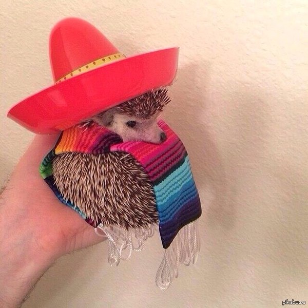 Buenas noches muchachos